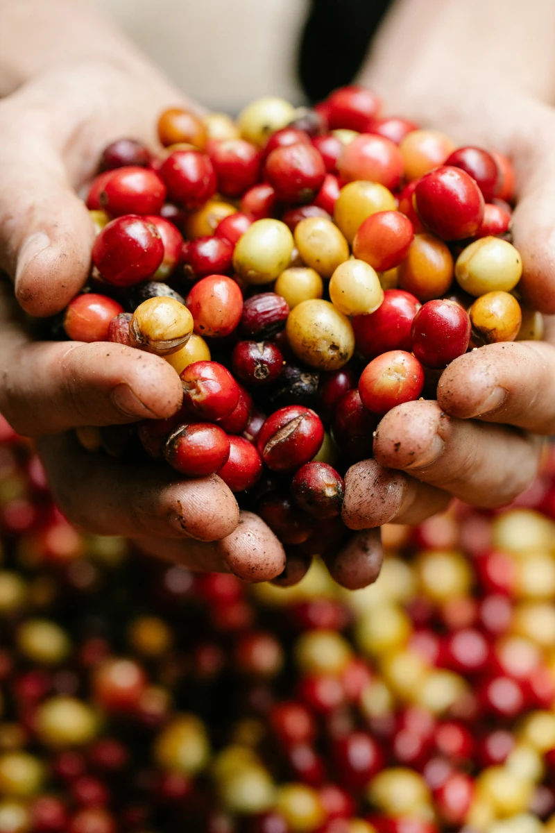Was ist eine Kaffeekirsche?